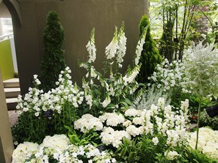 白い花々.JPG