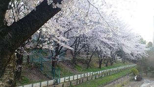 桜16a.JPG