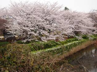 2013桜2.JPG