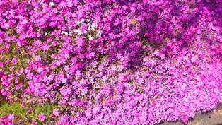 芝桜.JPG